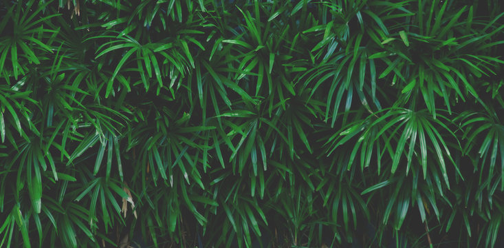 Fototapeta Green Leaves Background,soft and vintage color tone