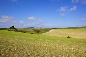 burdale pea crop