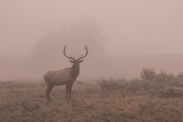 Bull Elk in Fog at Sunrsie