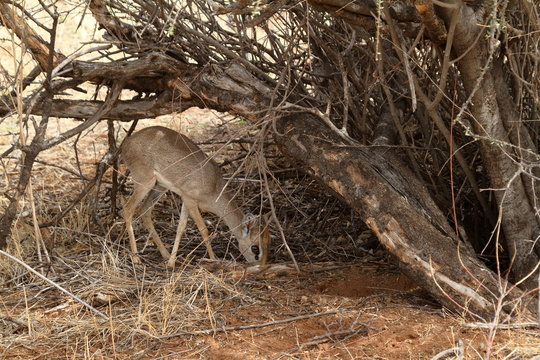 Dikdik Antilope in der Savanne von Kenia