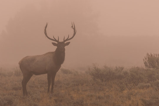Fototapeta Bull Elk in Fog at Sunrise