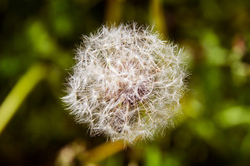 Dandelion Fluff