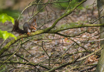 Eichhörnchen im Wald