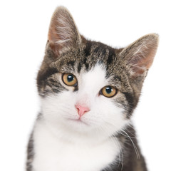 Portrait of a looking kitten against white (1x1). Selective focus on eyes and nose.