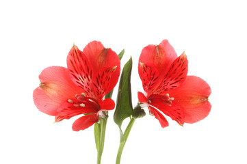 Two red alstroemeria flowers