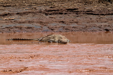 Fototapeta premium Nilkrokodil im Samburu River in Kenia