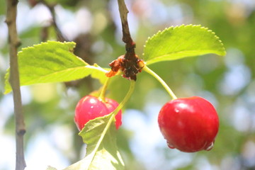 Rote Kirsche