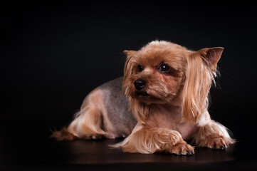 yorkshire terrier portrait on black background