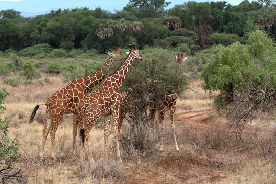 Giraffen in der afrikanischen Savanne von Kenia