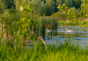 Couple white swans with young cygnets