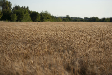 backdrop of ripening ears of yellow wheat field on the sunset cloudy orange sky background. Copy space of the setting sun rays on horizon in rural meadow Close up nature photo Idea of a rich harvest.