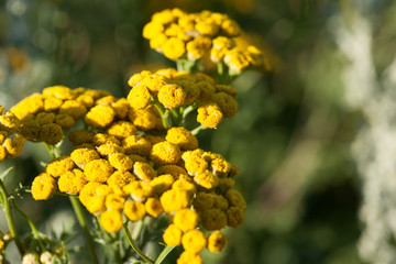 Yellow tansy flowers, common tansy, bitter button, cow bitter, or golden buttons in the green summer meadow. Wildflowers.