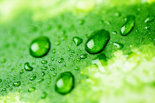 Texture green peel of watermelon and drops