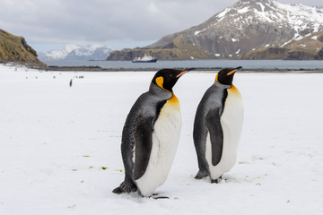 King penguins on South Georgia island