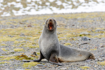 Fur seal