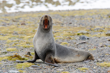 Fototapeta premium Fur seal