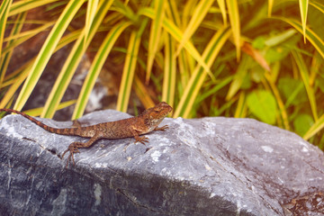 lizard on stone with green background