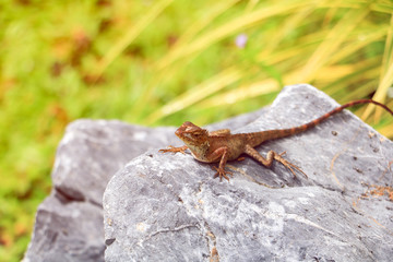 lizard on stone with green background