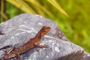 lizard on stone with green background