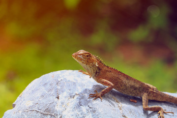lizard on stone with green background