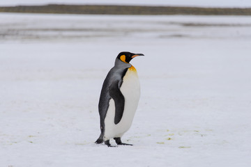 Fototapeta premium King penguins on South Georgia island