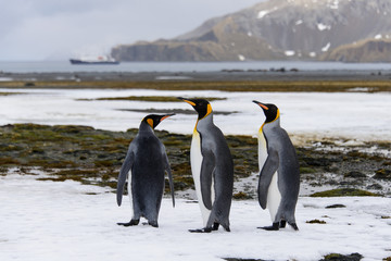 Obraz premium King penguins on South Georgia island