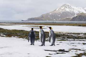 King penguins on South Georgia island