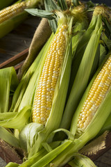 Raw Organic Yellow Corn on the Cob