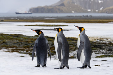 Obraz premium King penguins on South Georgia island
