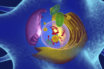 Animal cell, illustration