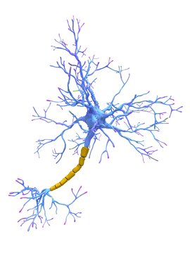 Neuron, illustration