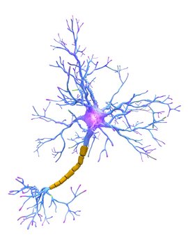 Neuron, illustration