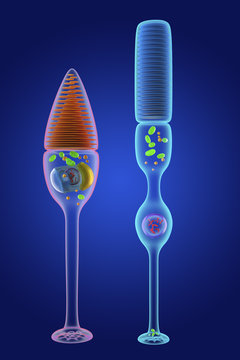 Rod and cone photoreceptor cells, illustration