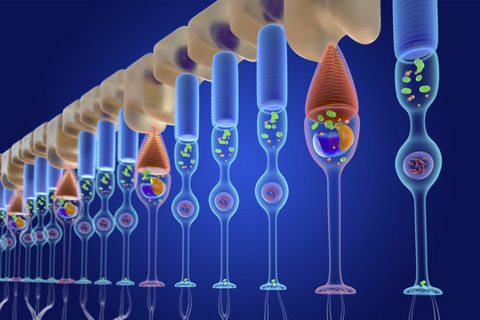 Rod and cone photoreceptor cells, illustration
