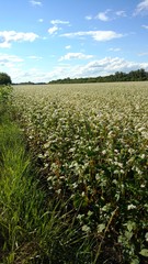 Fototapeta na wymiar A buckwheat field full of white flowers.