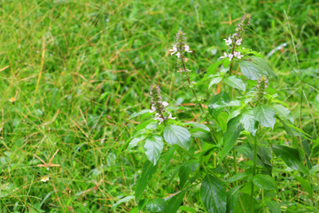 Grass with water on a green background.