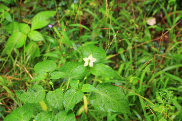 Grass with water on a green background.