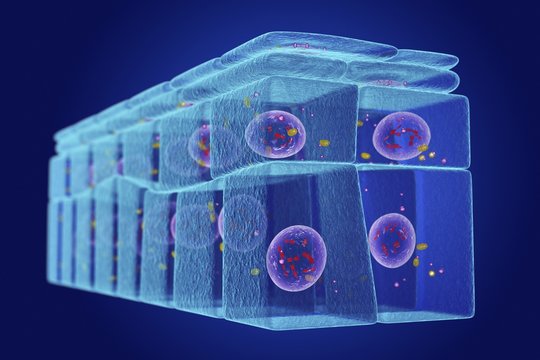 Stratified squamous epithelium, illustration