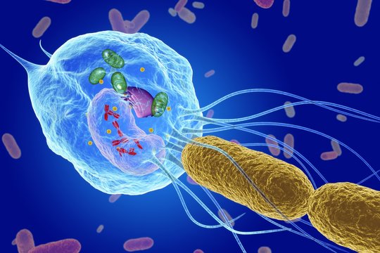 Macrophage capturing bacteria, illustration