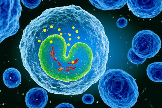 Monocyte white blood cell, illustration