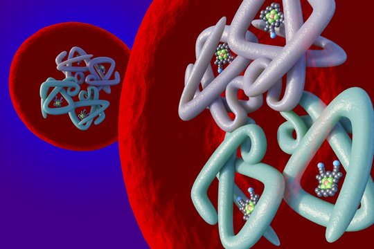 Red blood cell structure, illustration