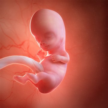 Human foetus age 9 weeks, illustration