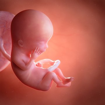 Human foetus age 13 weeks, illustration