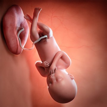 Human foetus age 36 weeks, illustration