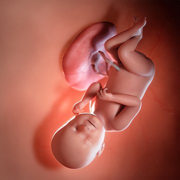 Human foetus age 38 weeks, illustration
