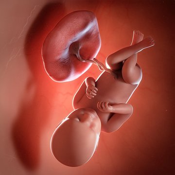 Human foetus age 39 weeks, illustration
