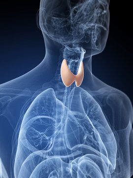 Human thyroid, illustration