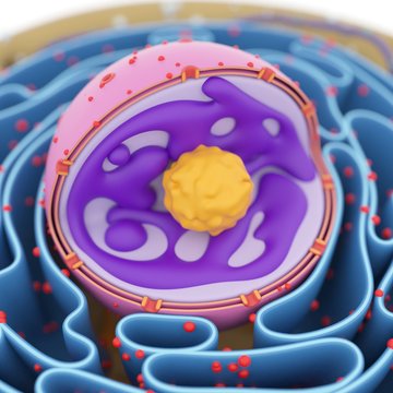 Cell nucleus, illustration