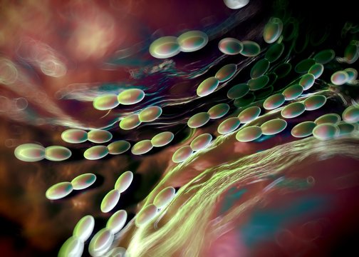 Acetobacter bacteria
