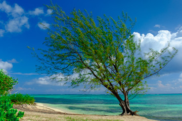 Single tropical tree on one of West Bay's beaches in the Caribbean, Grand Cayman, Cayman Islands